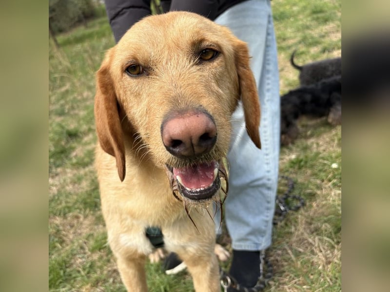 Lillo - ein ruhiger, bescheidener,  freundlicher Bub