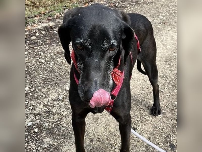 Nero - ein wunderbarer Bub