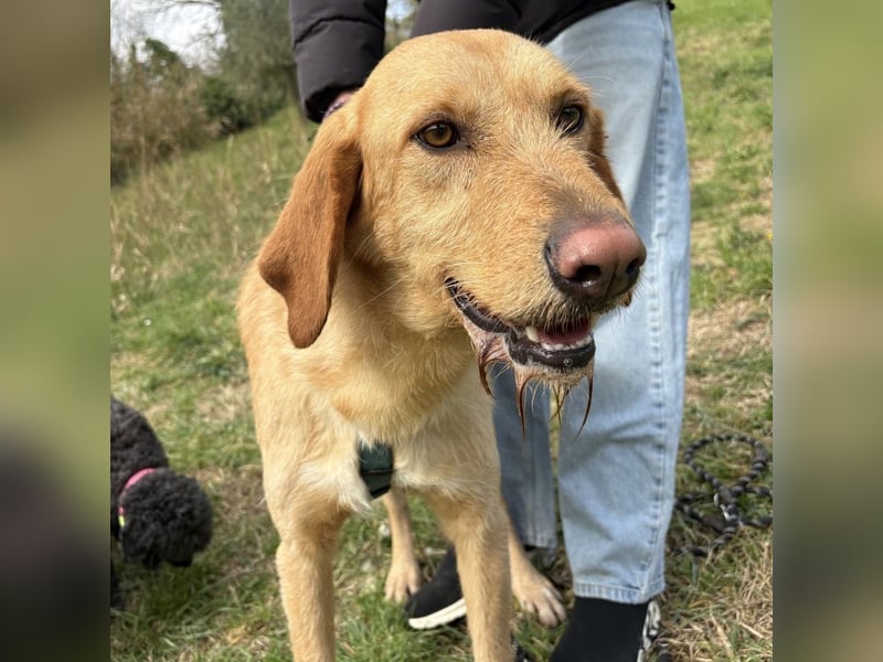 Lillo - ein ruhiger, bescheidener,  freundlicher Bub