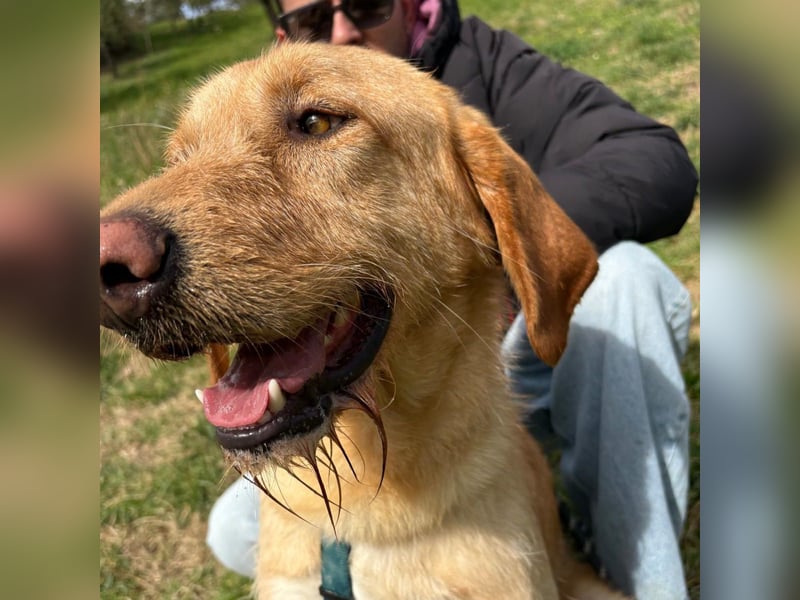 Lillo - Einfach ein treuer Begleiter mit xxl ❤, der seine Familie sucht! Kein Kläffer. Kein Drama.