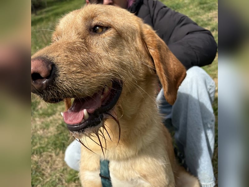 Lillo - ein ruhiger, bescheidener,  freundlicher Bub