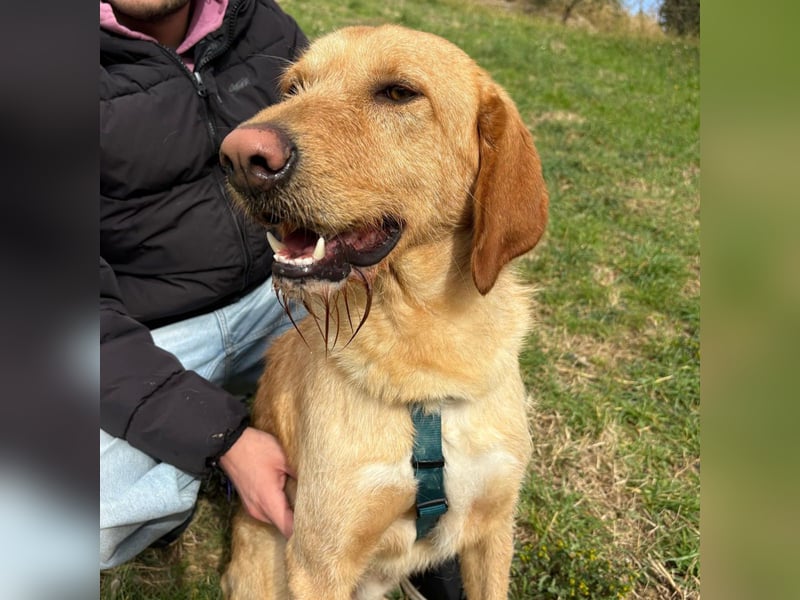 Lillo - Einfach ein treuer Begleiter mit xxl ❤, der seine Familie sucht! Kein Kläffer. Kein Drama.