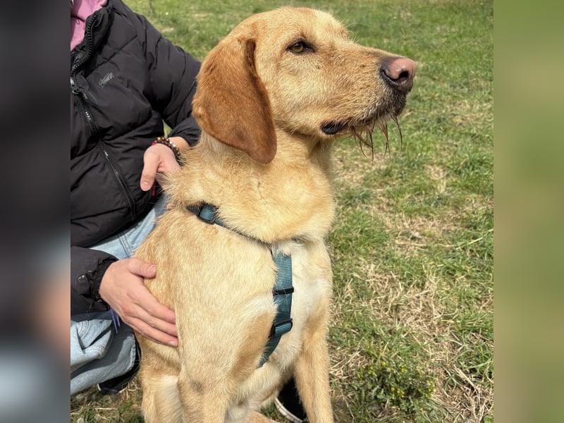 Lillo - ein ruhiger, bescheidener,  freundlicher Bub