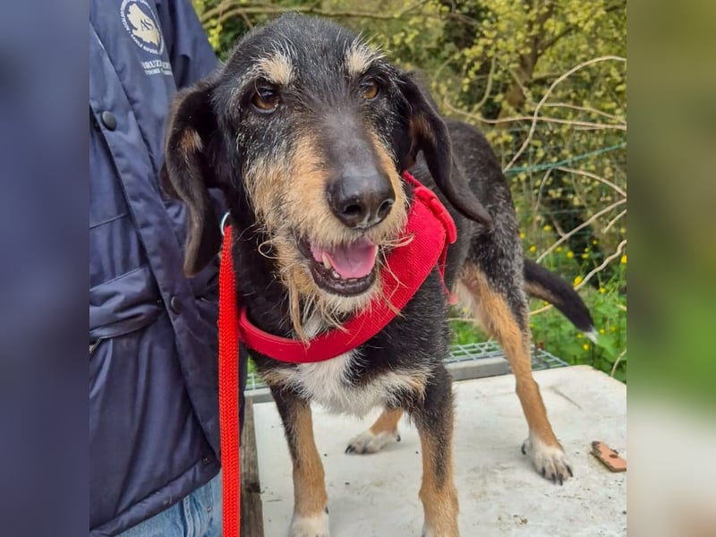 Zoe - ein sanftmütiger Schatz für Menschen mit Zeit und Zuneigung