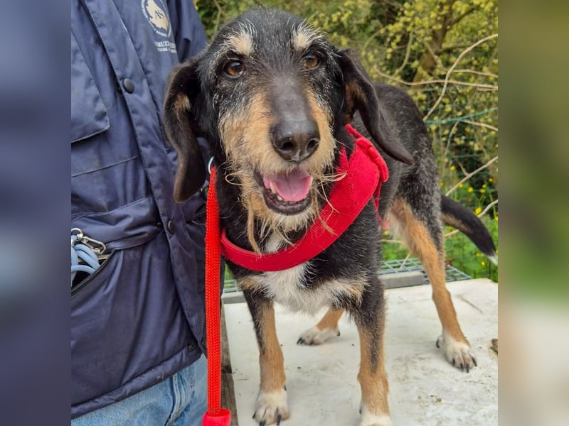 Zoe - ein sanftmütiger Schatz für Menschen mit Zeit und Zuneigung