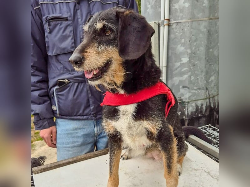 Zoe - ein sanftmütiger Schatz für Menschen mit Zeit und Zuneigung