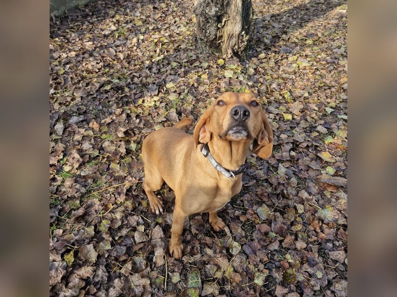 Jolie - zauberhafte Hündin