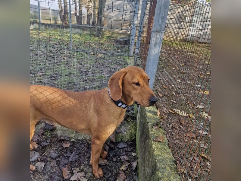 Jolie - zauberhafte Hündin