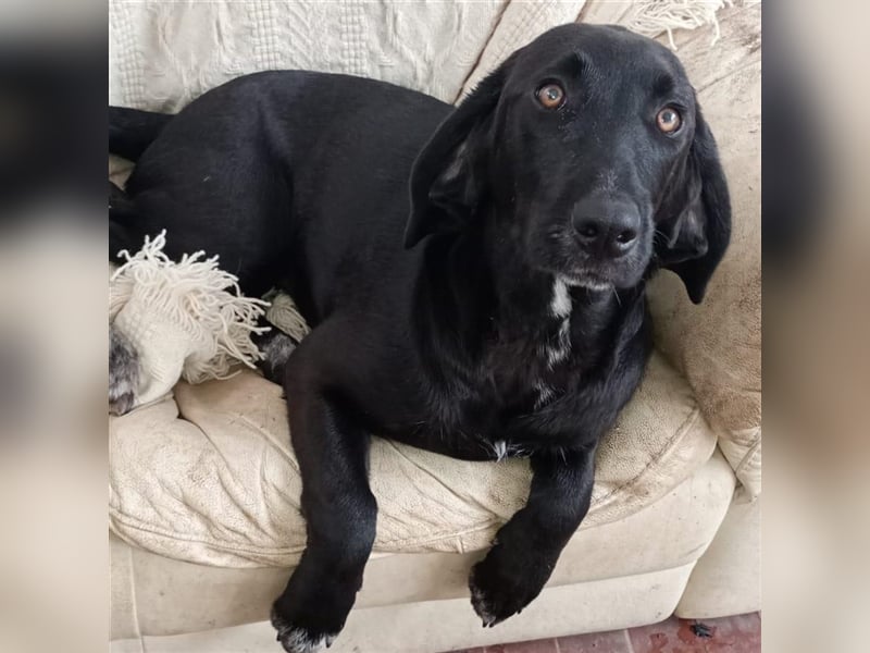 Prugna - RESERVIERT- Black Pearl