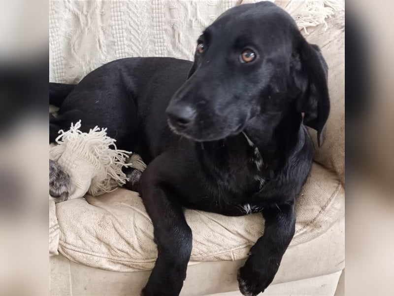 Prugna - RESERVIERT- Black Pearl