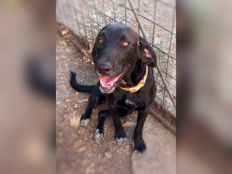 Prugna - RESERVIERT - Black Pearl, jung, neugierig aufgeschlossen