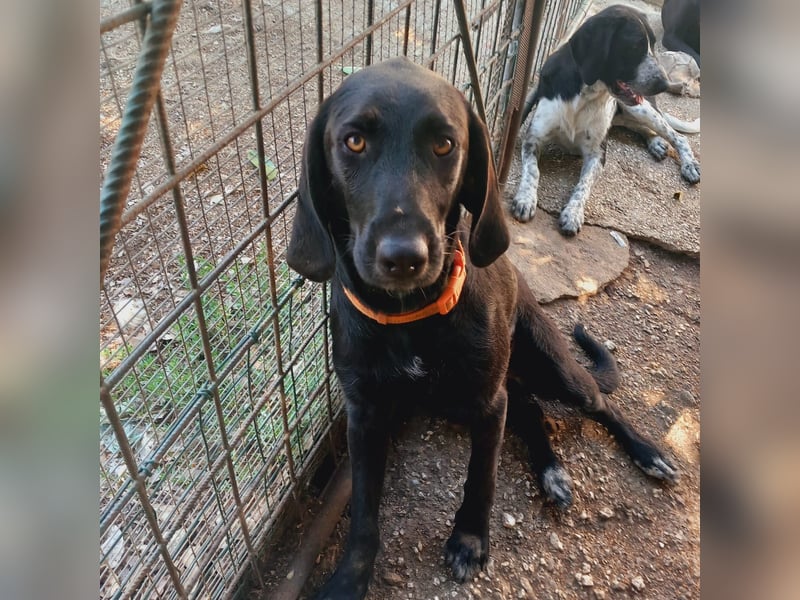 Prugna - RESERVIERT - Black Pearl, jung, neugierig aufgeschlossen