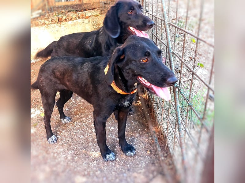 Prugna - RESERVIERT - Black Pearl, jung, neugierig aufgeschlossen