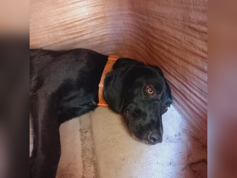 Prugna - RESERVIERT - Black Pearl, jung, neugierig aufgeschlossen