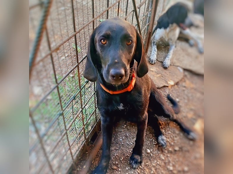 Prugna - RESERVIERT - Black Pearl, jung, neugierig aufgeschlossen