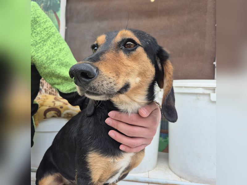 Pippo - kleiner lustiger Bub