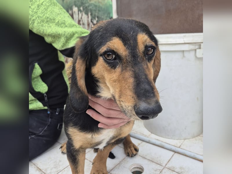 Pippo - kleiner lustiger Bub