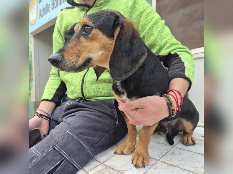 Pippo - kleiner lustiger Bub