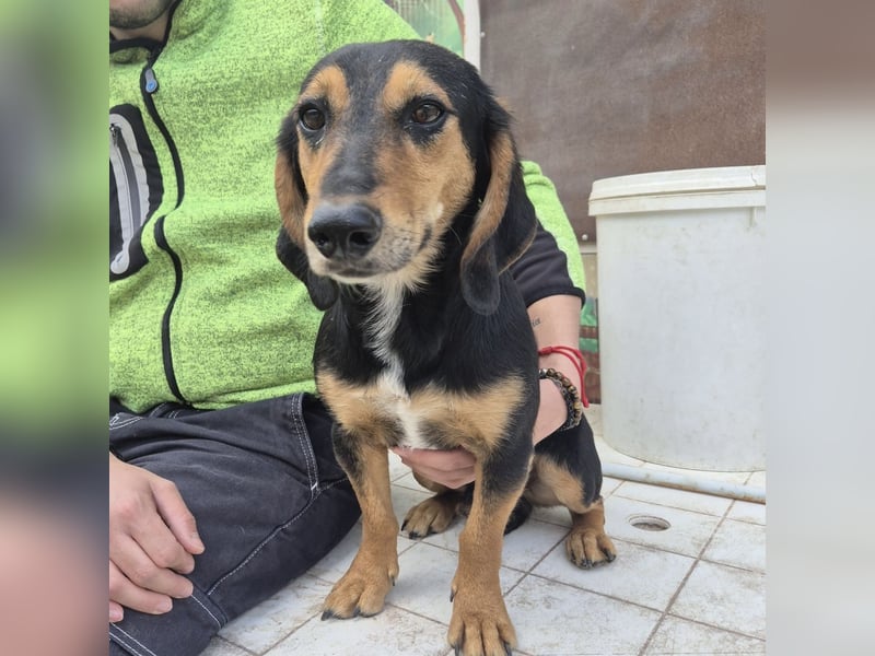 Pippo - kleiner lustiger Bub