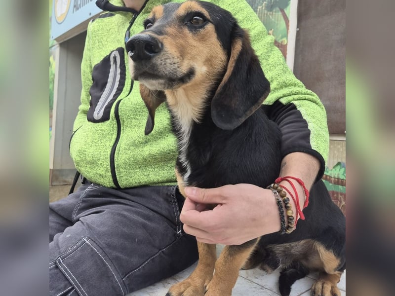 Pippo - kleiner lustiger Bub