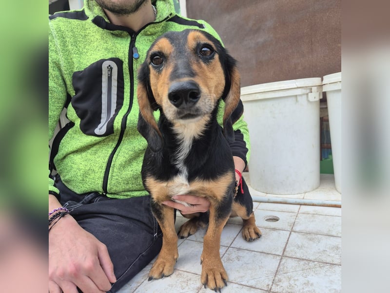 Pippo - kleiner lustiger Bub