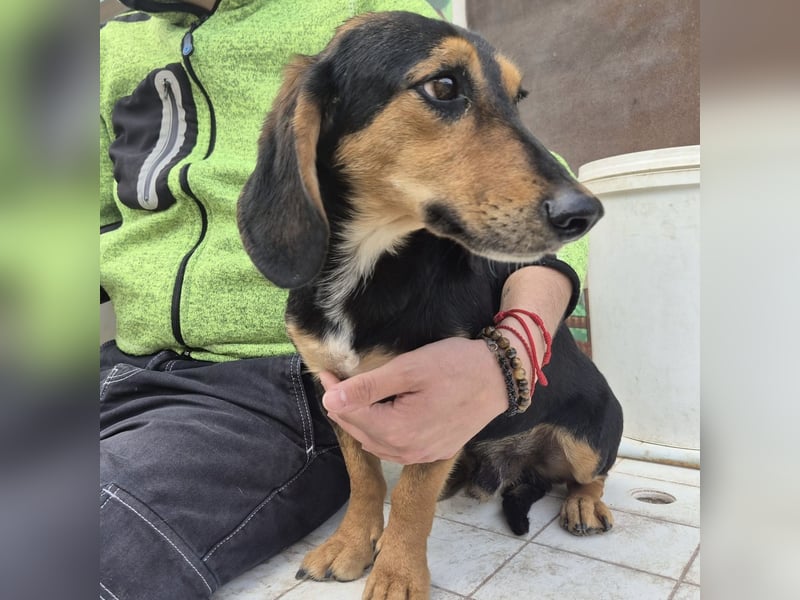 Pippo - kleiner lustiger Bub