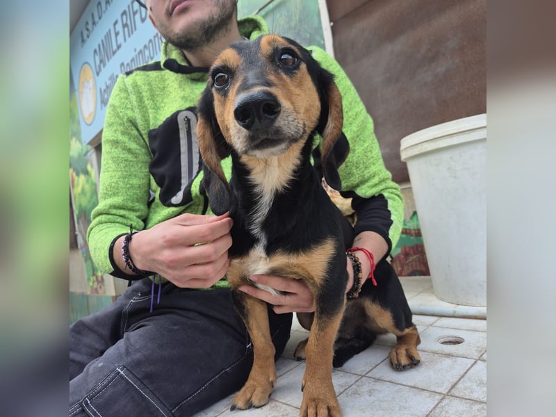 Pippo - kleiner lustiger Bub