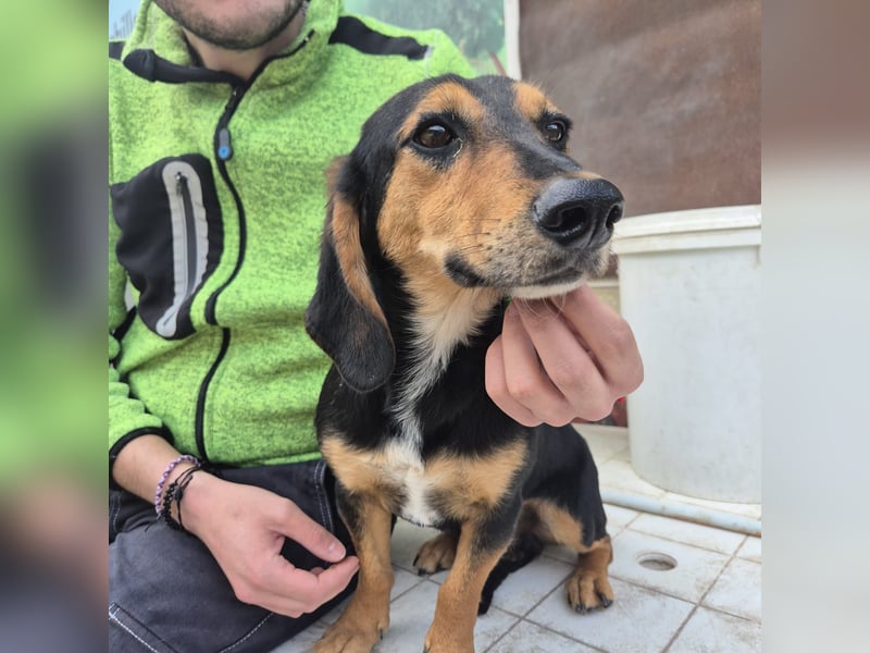 Pippo - kleiner lustiger Bub