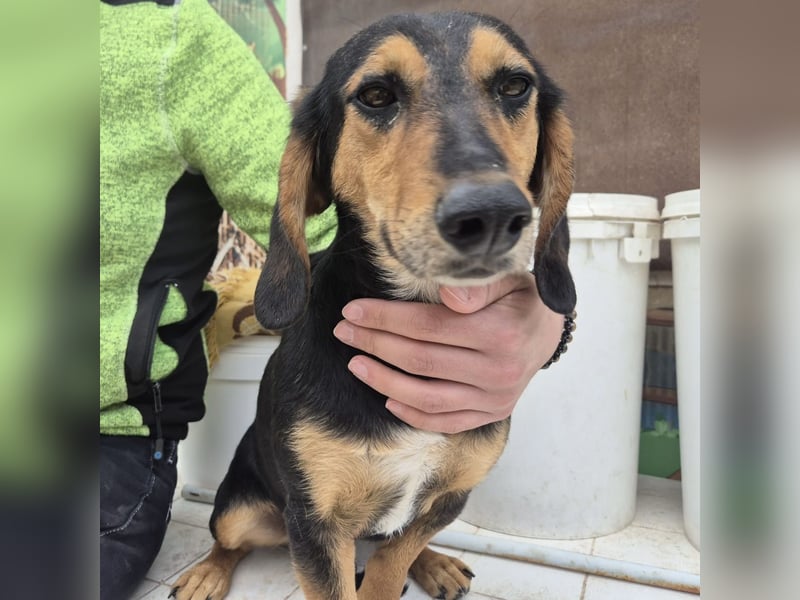 Pippo - kleiner lustiger Bub