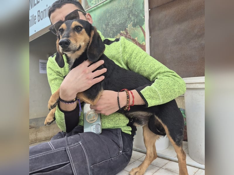 Pippo - kleiner lustiger Bub