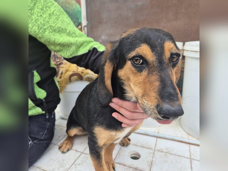 Pippo - kleiner lustiger Bub