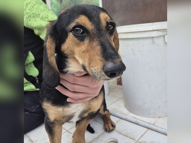 Pippo - kleiner lustiger Bub