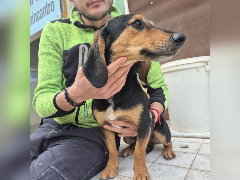 Pippo - kleiner lustiger Bub