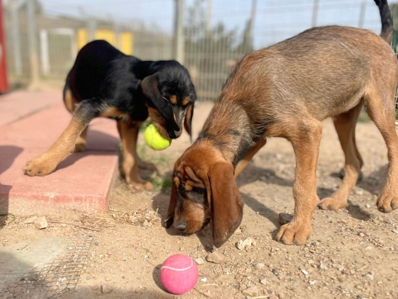 Brigitte - lebenslustige Welpe möchte schnell ein Zuhause finden