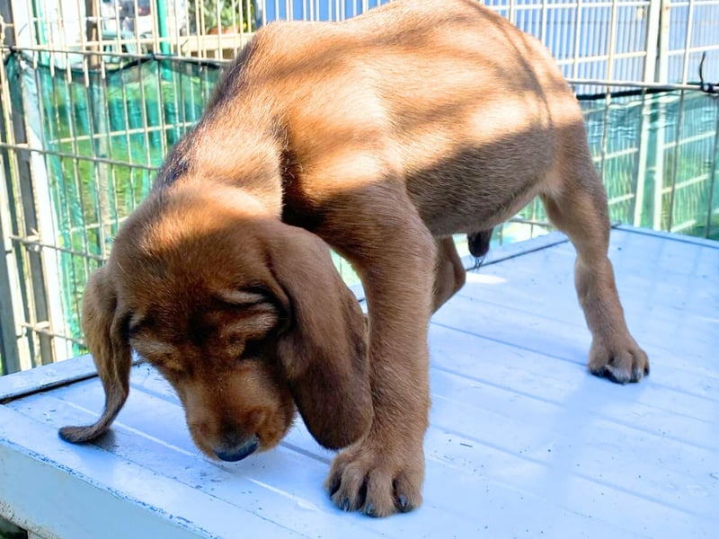 Bruno-  lebenslustige Welpe möchte schnell ein Zuhause finden