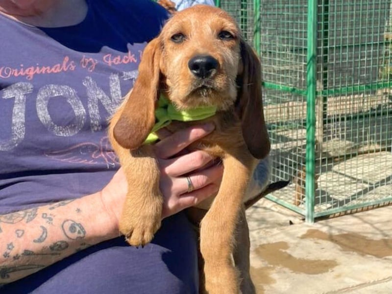 Bruno -  lebenslustige Welpe möchte schnell ein Zuhause finden