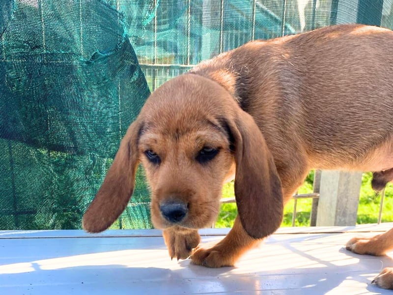 Bruno-  lebenslustige Welpe möchte schnell ein Zuhause finden