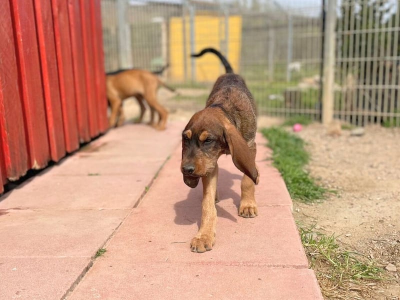 Brigitte - lebenslustige Welpe möchte schnell ein Zuhause finden