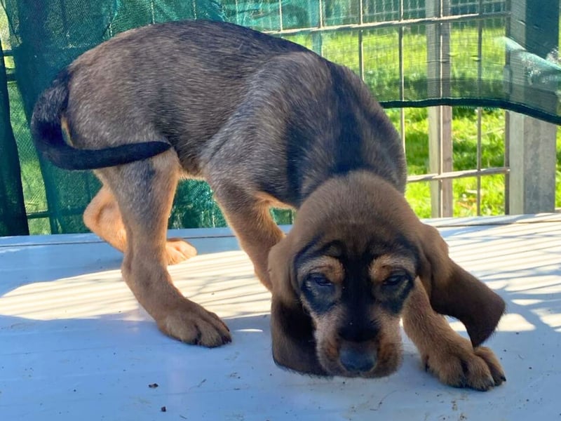 Brigitte - lebenslustige Welpe möchte schnell ein Zuhause finden