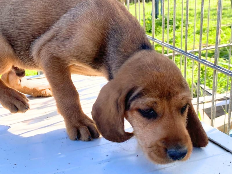 Bruno-  lebenslustige Welpe möchte schnell ein Zuhause finden