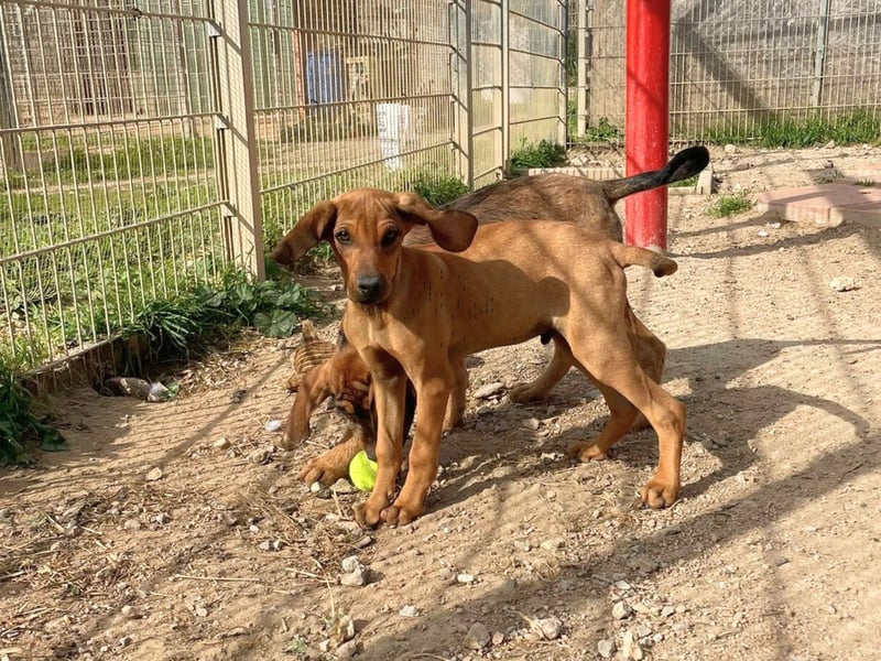 Brigitte - lebenslustige Welpe möchte schnell ein Zuhause finden