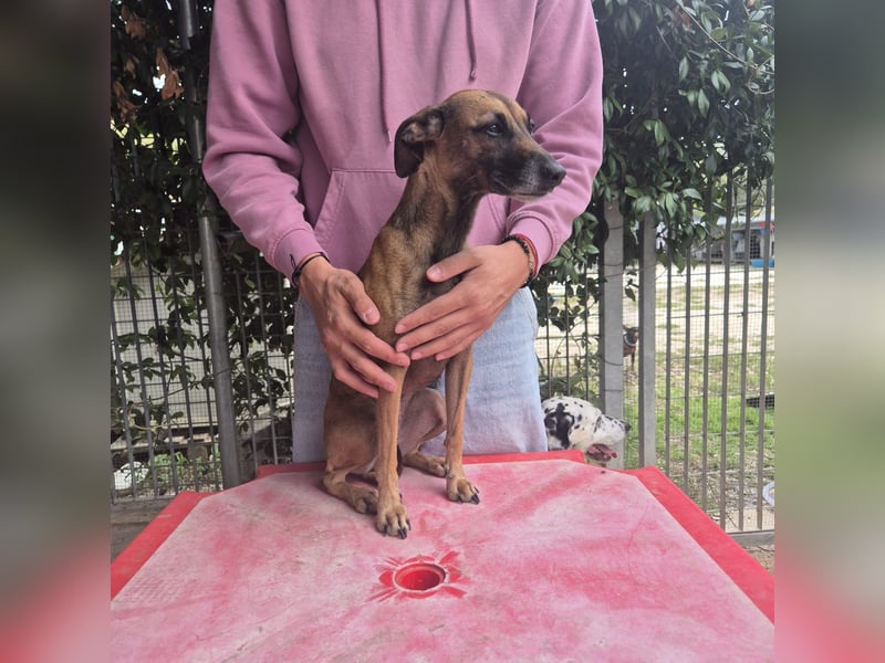 Ginger - zarte, sportliche, liebevolle Hündin