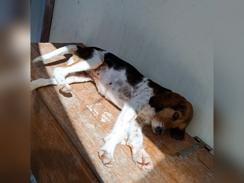 Armonia - leise, liebevoll, bereit für ihre "Für Immer Menschen"