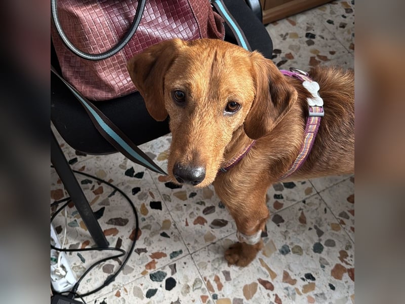 Mimmo - menschenbezogener, toller Bub