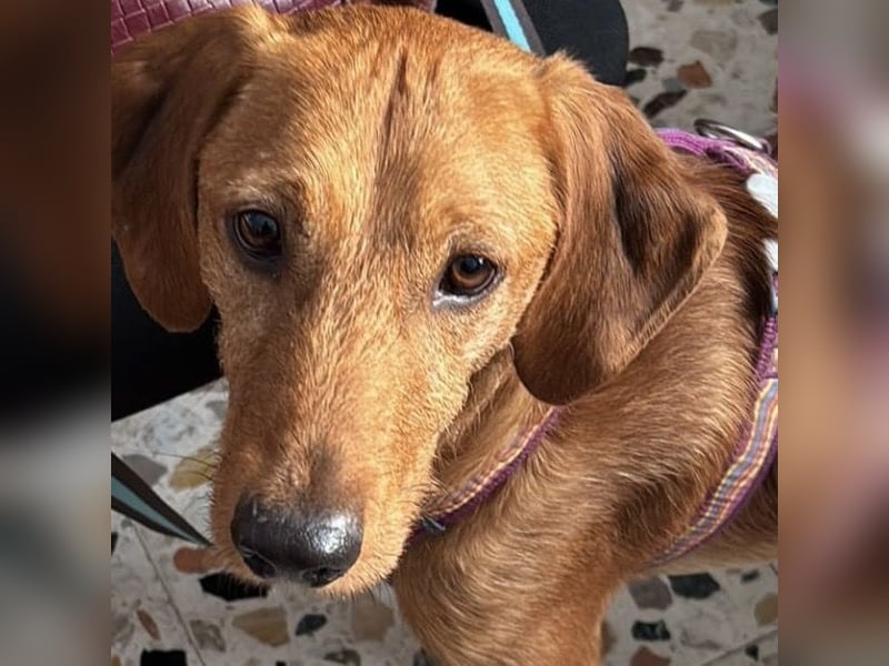 Mimmo - menschenbezogener, toller Bub