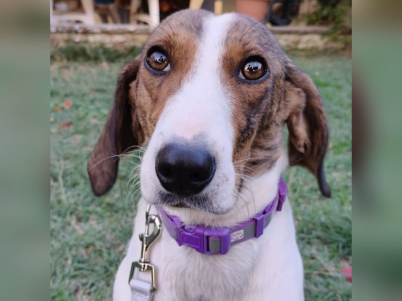 Bella - Hat Interessenten- zarte, sanfte Traumhündin Bella - Hat Interessenten- zarte, sanfte Traumhündin