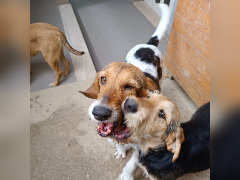 Armonia - leise, liebevoll, bereit für ihre "Für Immer Menschen"