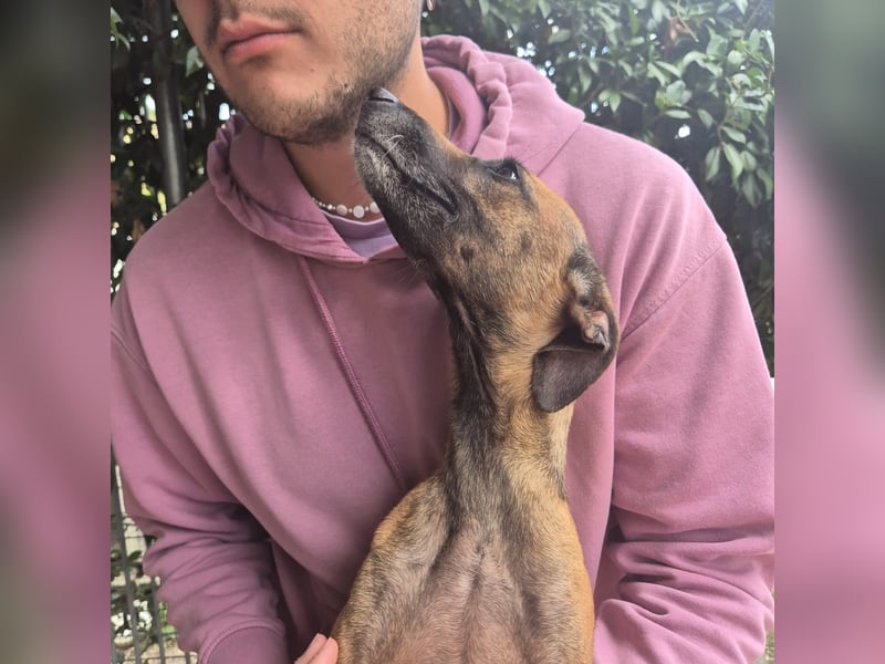 Ginger - zarte, sportliche, liebevolle Hündin