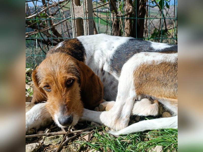 Armonia - leise, liebevoll, bereit für ihre "Für Immer Menschen"