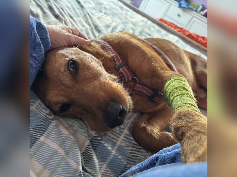 Mimmo - menschenbezogener, toller Bub